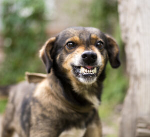 Dog Bite Lawyer Winder, GA - Aggressive, angry dog